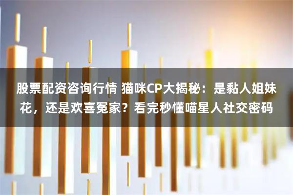 股票配资咨询行情 猫咪CP大揭秘：是黏人姐妹花，还是欢喜冤家？看完秒懂喵星人社交密码